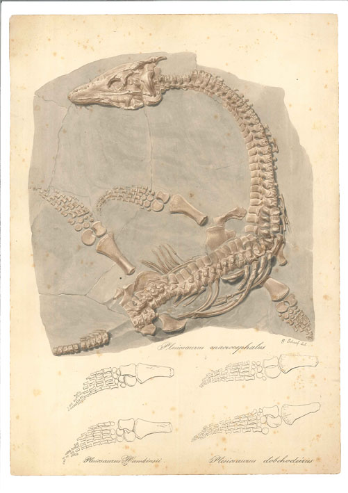 Plesiosaur